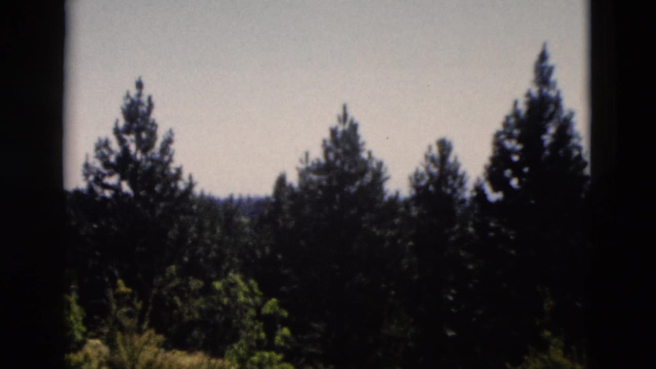 1958 Yellowstone frame with dark conifers, a distant ridge, and pale daylight sky.