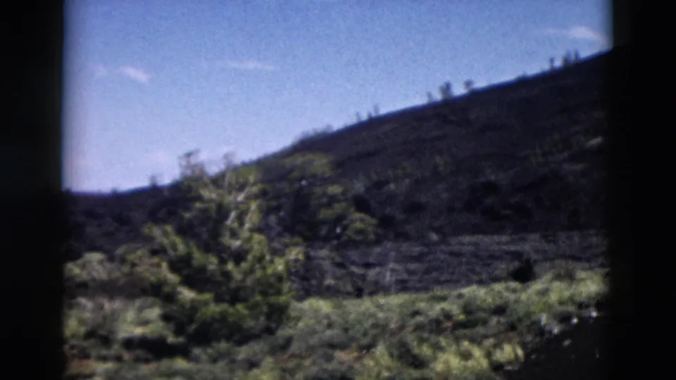 1958 Yellowstone frame showing a sloped green hillside, scattered trees, shrubs, blue sky, and soft 8mm texture.