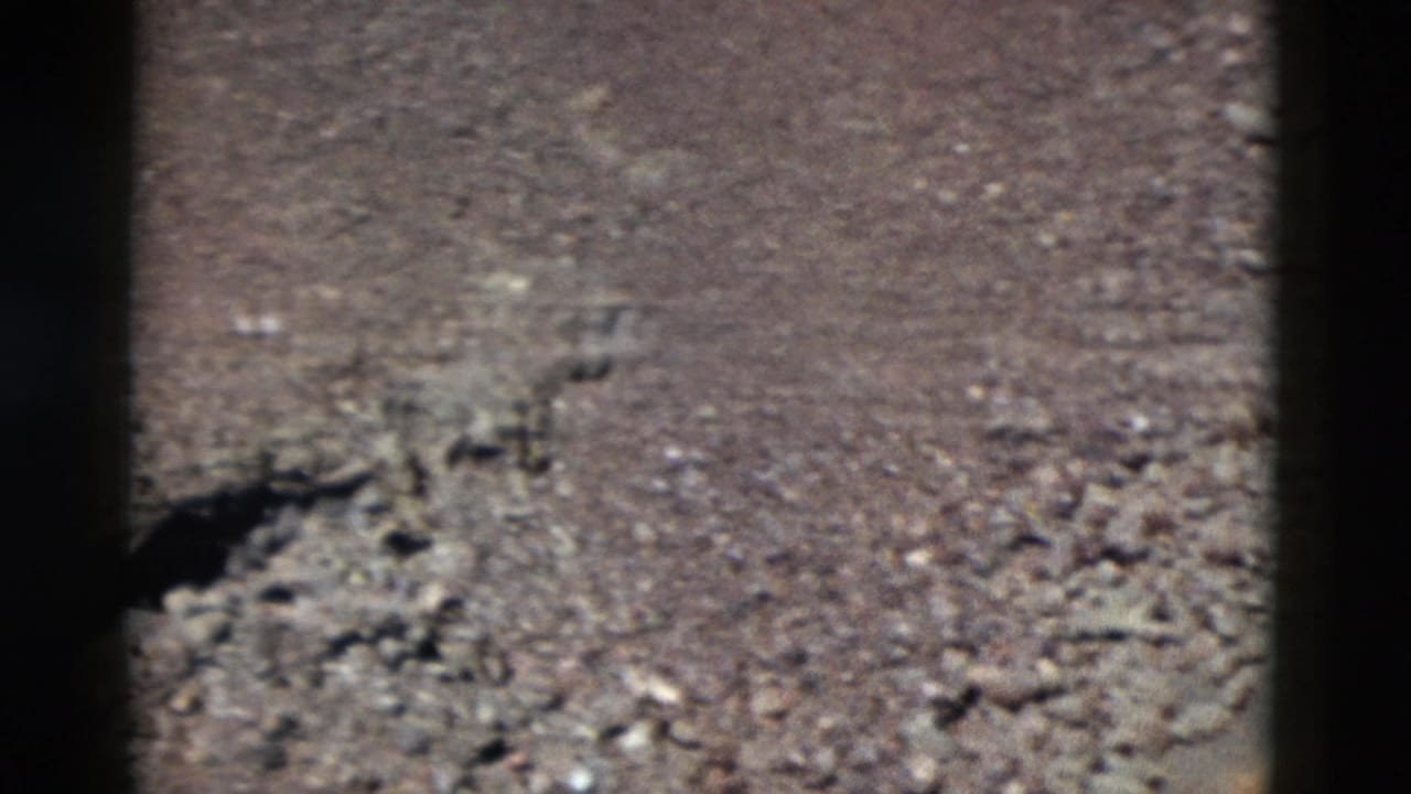 Rough sandy terrain with scattered stones and a dark vertical band.