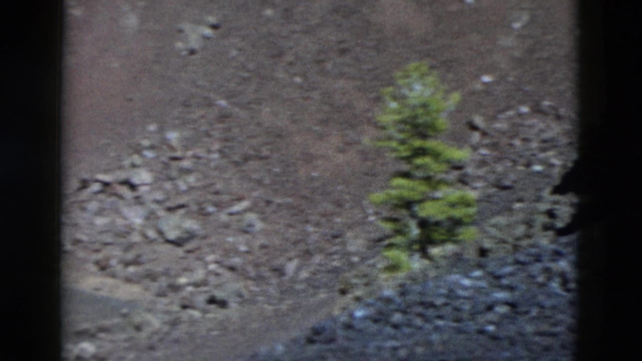 Sparse evergreen on a dark rocky hillside with scattered stones and black borders.