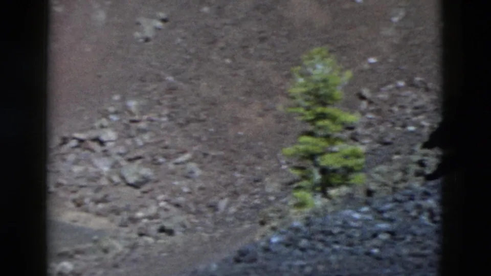1958 Yellowstone home-movie frame with a lone evergreen standing on a dark, stony hillside viewed through black frame edges.