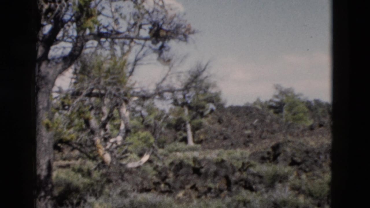 1958 Yellowstone 8mm frame with gnarled trees, dark volcanic ground, low green brush, and soft faded color.