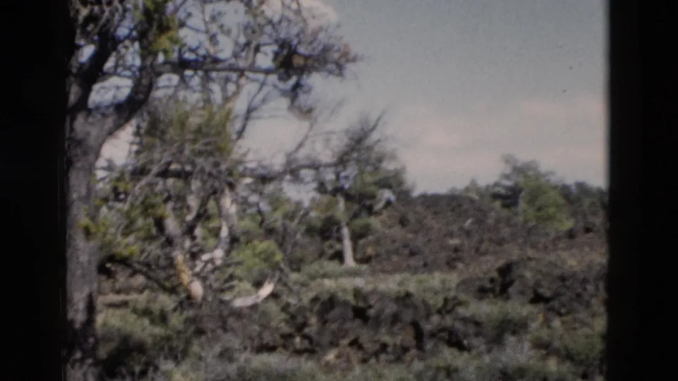1958 Yellowstone 8mm frame with gnarled trees, dark volcanic ground, low green brush, and soft faded color.