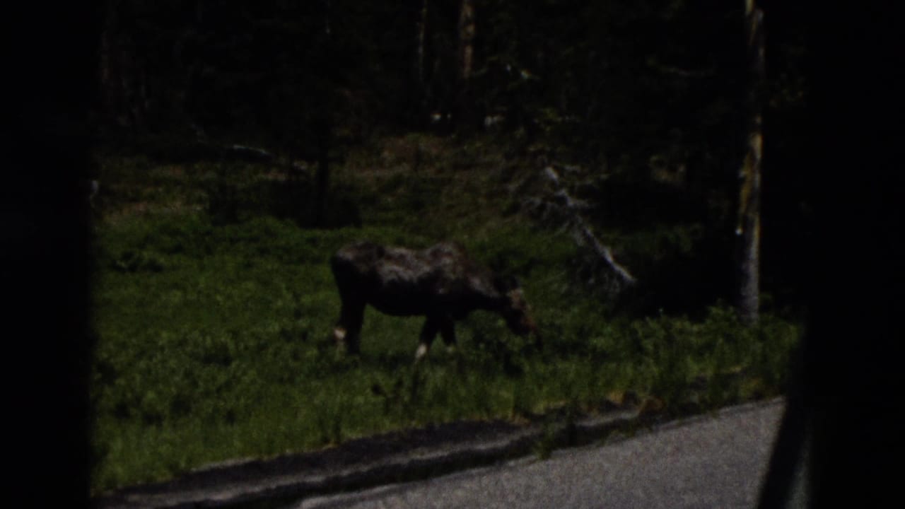 Moose grazing in a shaded meadow beside a paved road and forest trees.