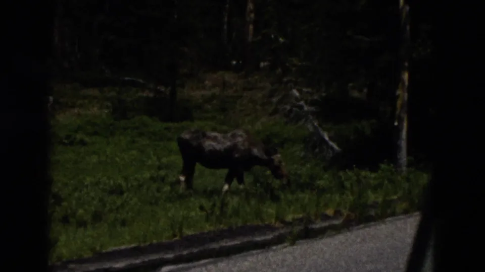 1958 Yellowstone 8mm frame showing a moose grazing in dark meadow shade near a roadside forest edge.