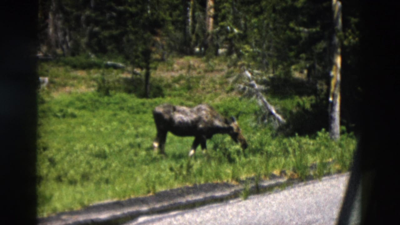 1958 Yellowstone roadside view of a moose lowering its head to graze in a sunlit meadow near conifers.