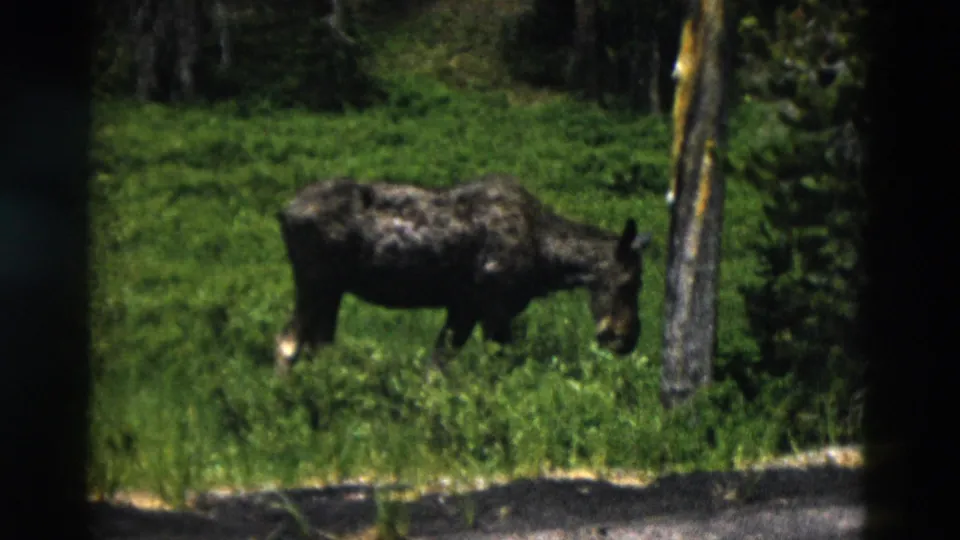 Closer 1958 Yellowstone frame of a moose feeding in lush grass beside roadside trees, with soft 8mm focus.