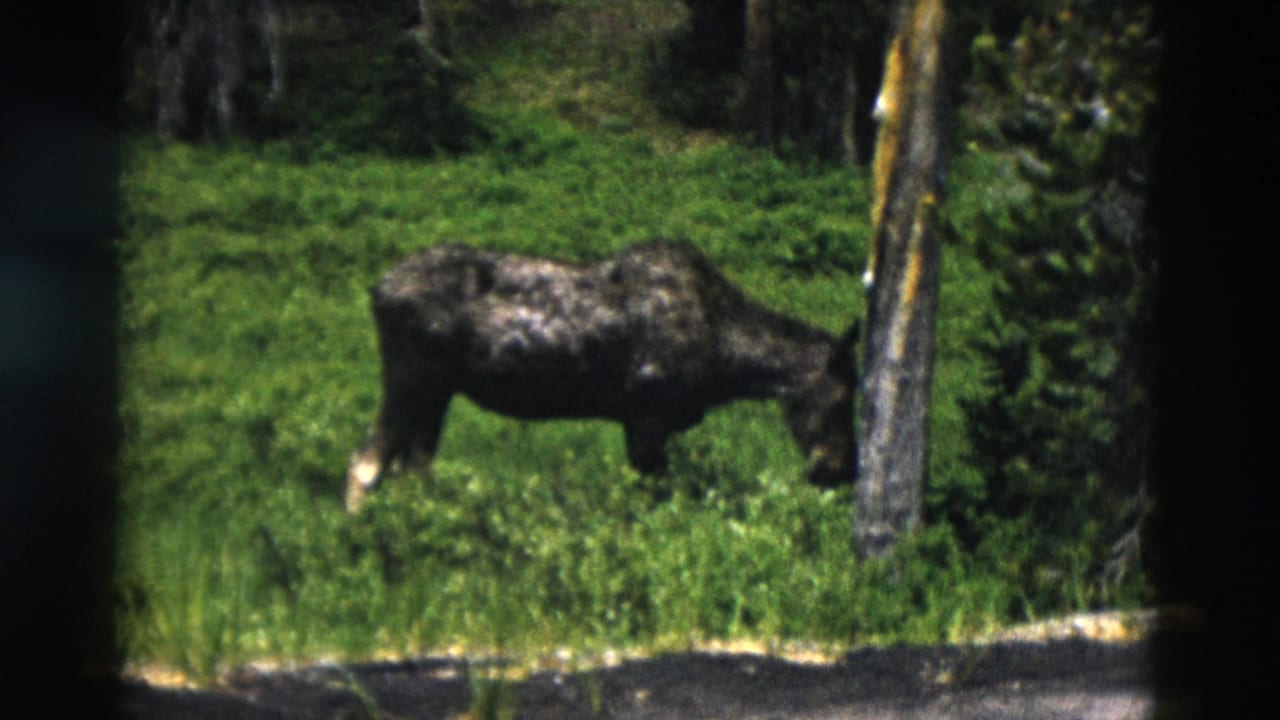 Dark moose grazing in green meadow near trees, seen through a dark foreground obstruction.