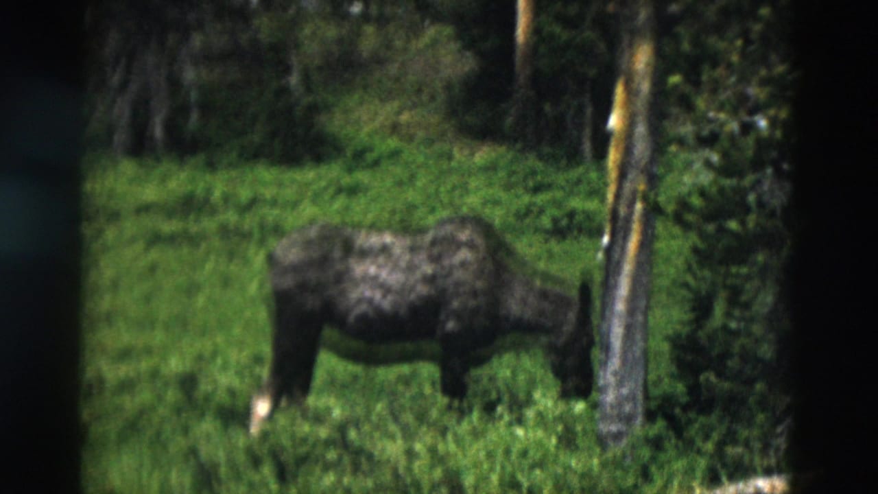 1958 Yellowstone frame of a moose in profile feeding near a tree trunk, with dense green vegetation behind it.