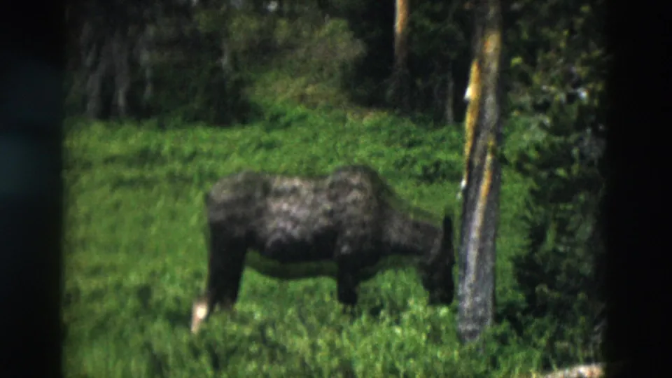 1958 Yellowstone frame of a moose in profile feeding near a tree trunk, with dense green vegetation behind it.