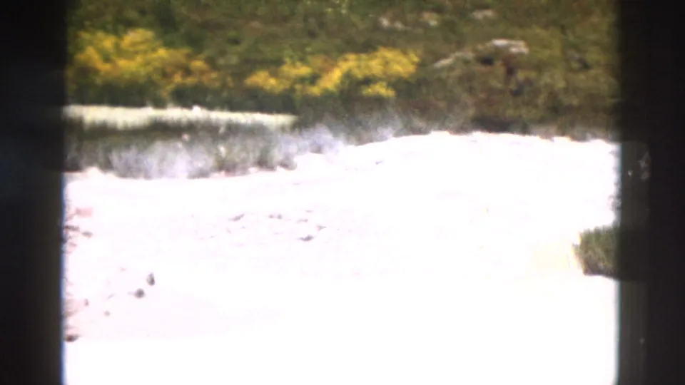 Yellowstone 1958 8mm frame showing pale mineral or sandy ground with low vegetation and dark wooded background.