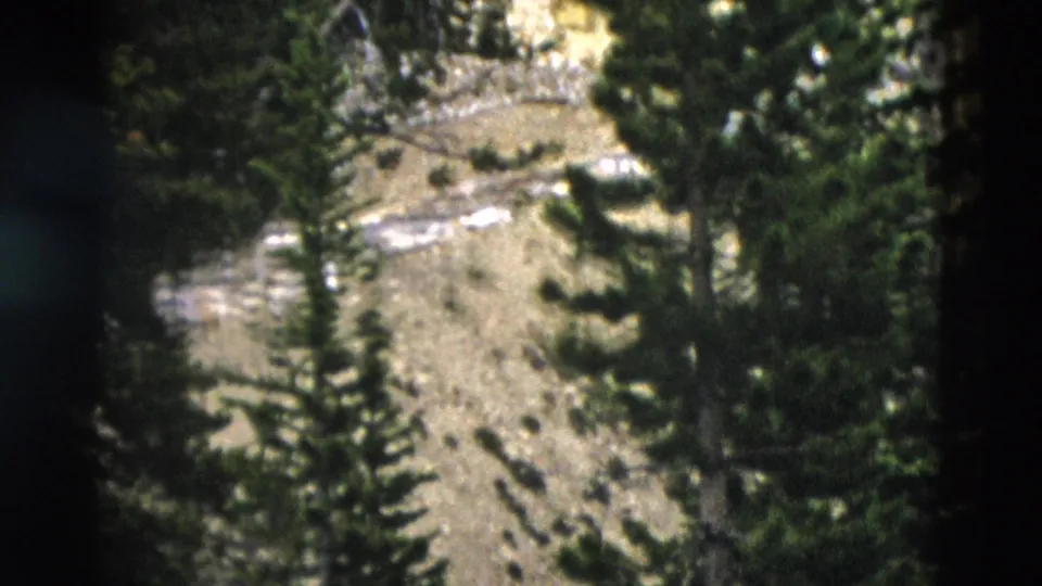 1958 Yellowstone 8mm frame with conifer branches in front of a rough, sunlit mountainside and exposed rocky ground.