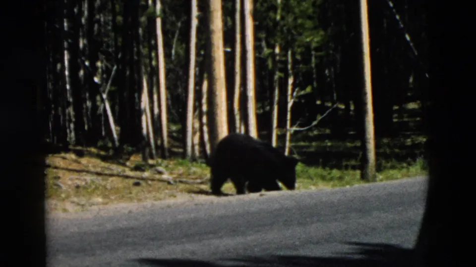 1958 Yellowstone 8mm frame of a black bear moving along a paved road at the edge of tall pine trees.