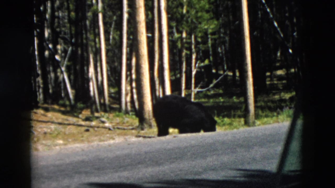 Black bear near the edge of a paved road with pine forest behind it.