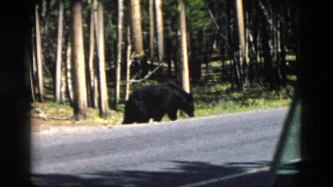 1958 Yellowstone home-movie frame of a black bear moving along the roadside, partly framed by the car window and forest shadows.