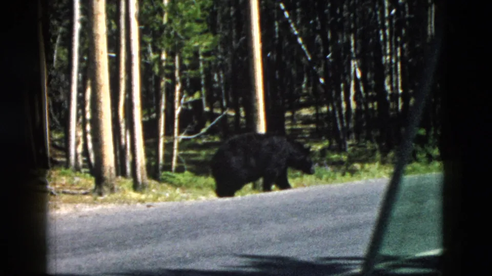 1958 Yellowstone 8mm frame showing a bear close to the road shoulder, with bright tree trunks and forest understory behind it.