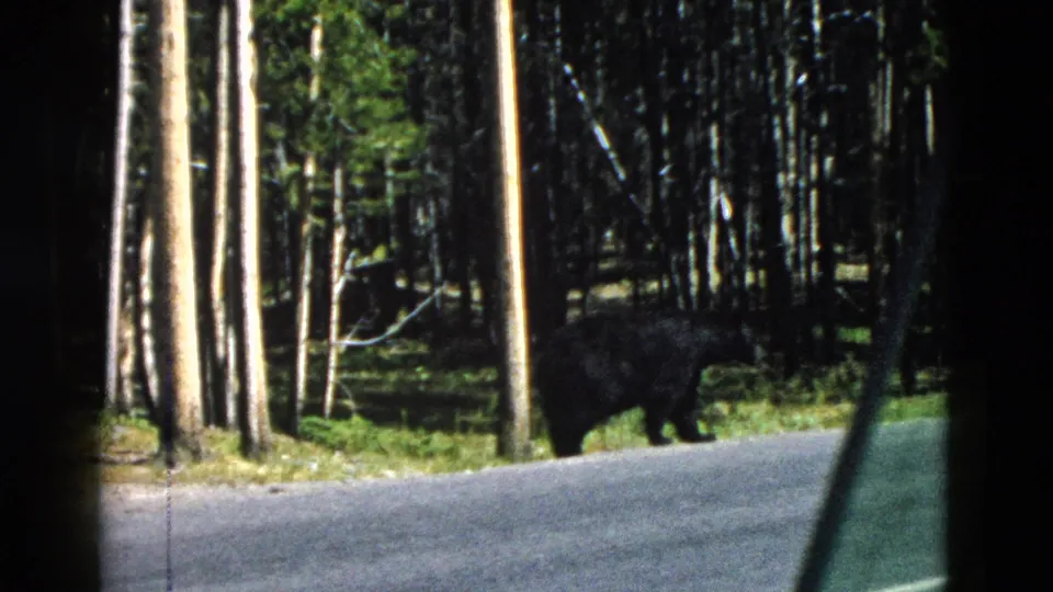 1958 Yellowstone home-movie frame of a black bear beside a paved park road, seen through the edge of a vehicle window.