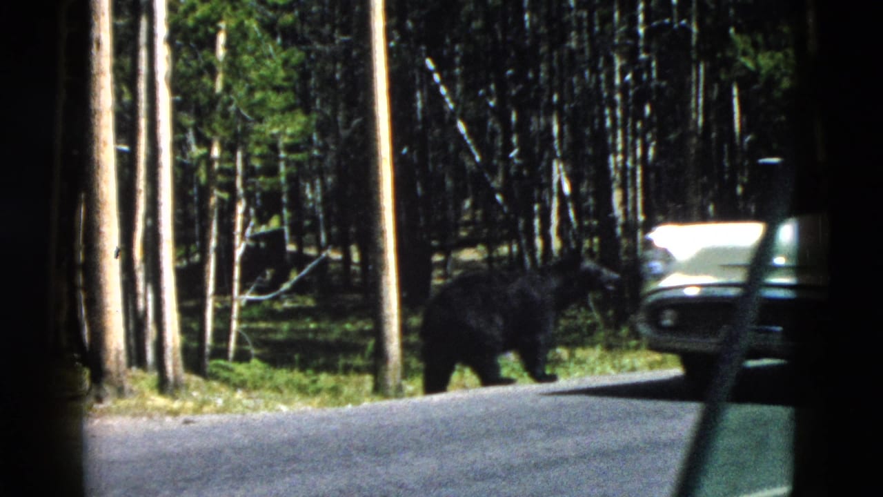 Wild black bear walking near a paved forest road in Yellowstone, filmed from inside a vehicle in 1958 8mm footage.