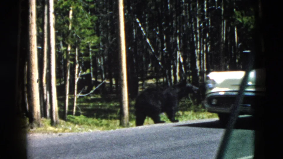 Wild black bear walking near a paved forest road in Yellowstone, filmed from inside a vehicle in 1958 8mm footage.