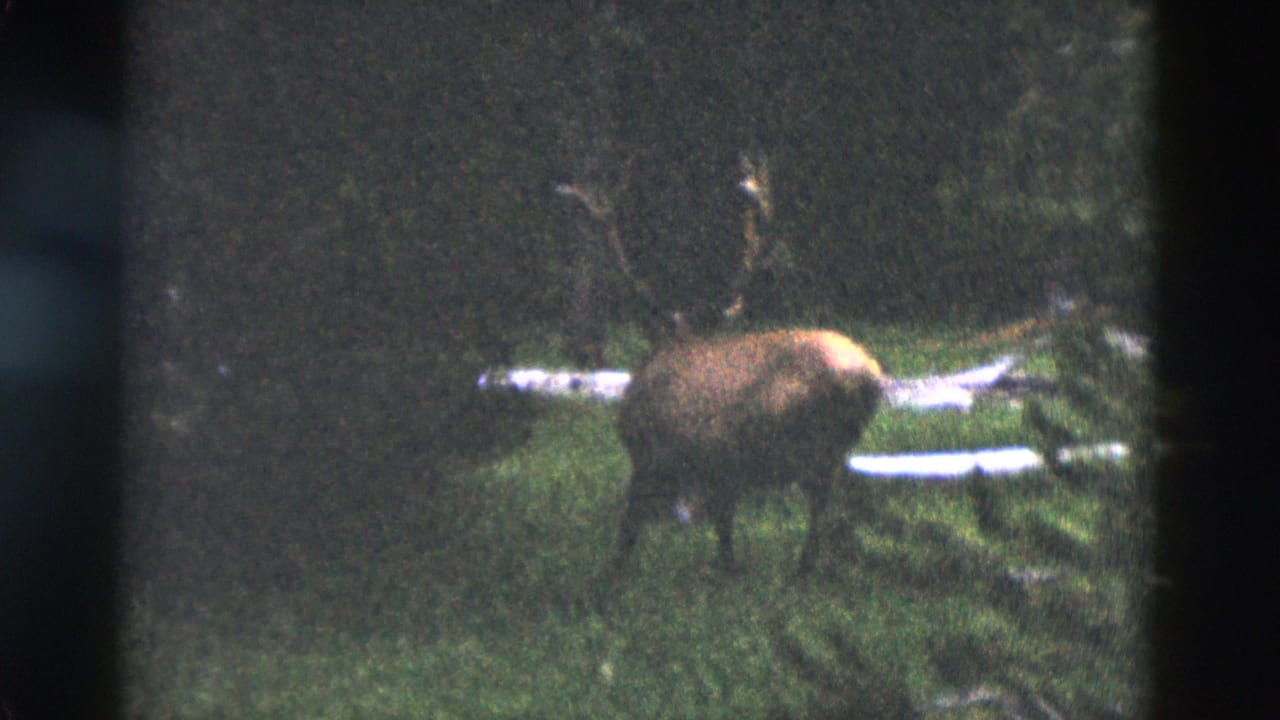 1958 Yellowstone 8mm frame showing an antlered elk partly turned away in dense forest near fallen logs.