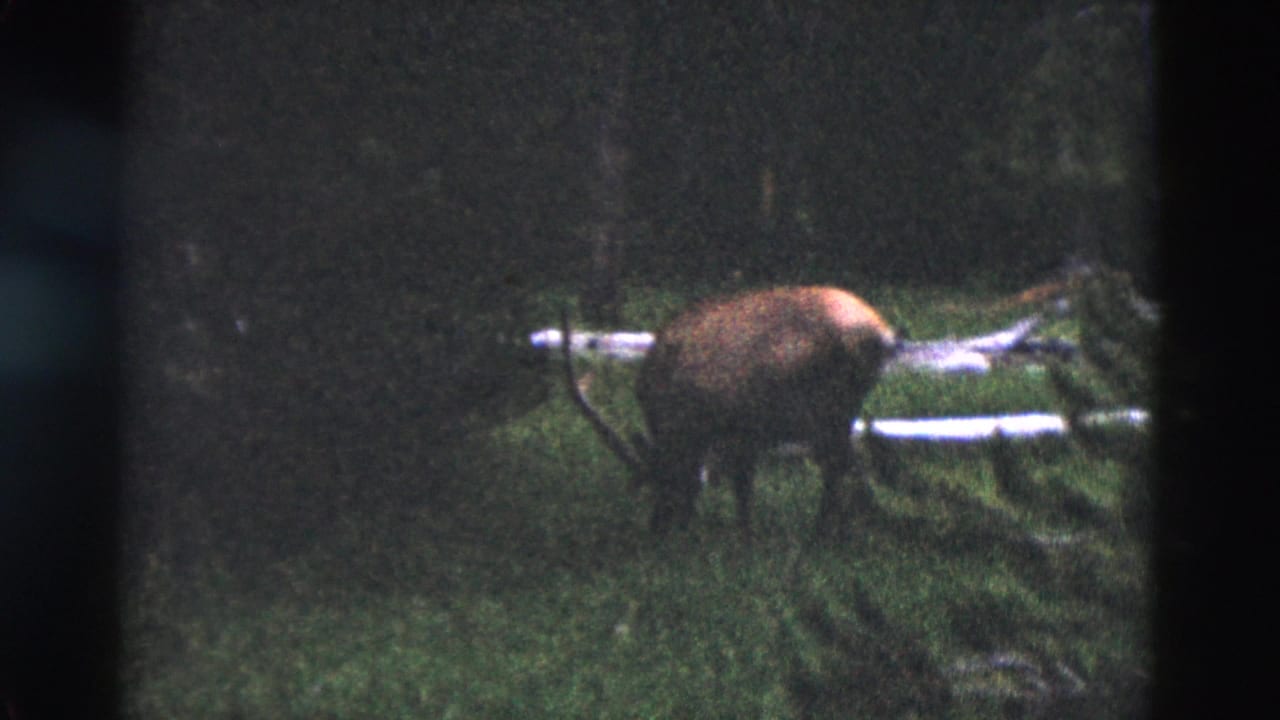 1958 Yellowstone 8mm frame with an antlered elk walking through dense woodland beside a pale fallen log.