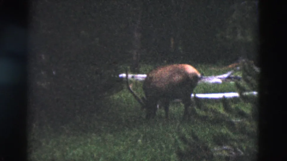 1958 Yellowstone 8mm frame with an antlered elk walking through dense woodland beside a pale fallen log.