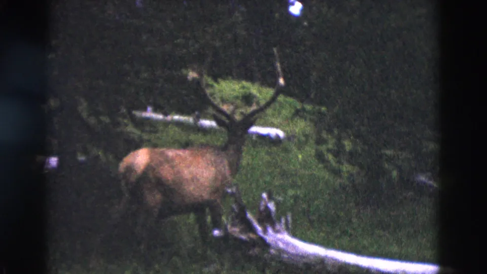 1958 Yellowstone 8mm frame showing the elk nearer the foreground with antlers rising above brush and a pale log.