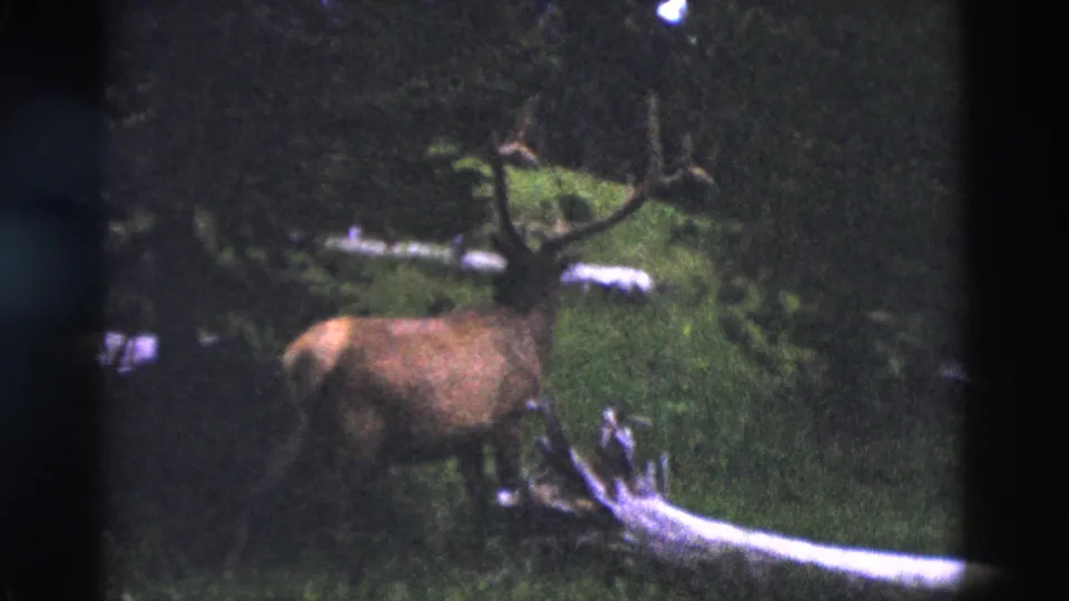 1958 Yellowstone 8mm frame of an antlered elk beside a bright fallen log in shadowed forest undergrowth.
