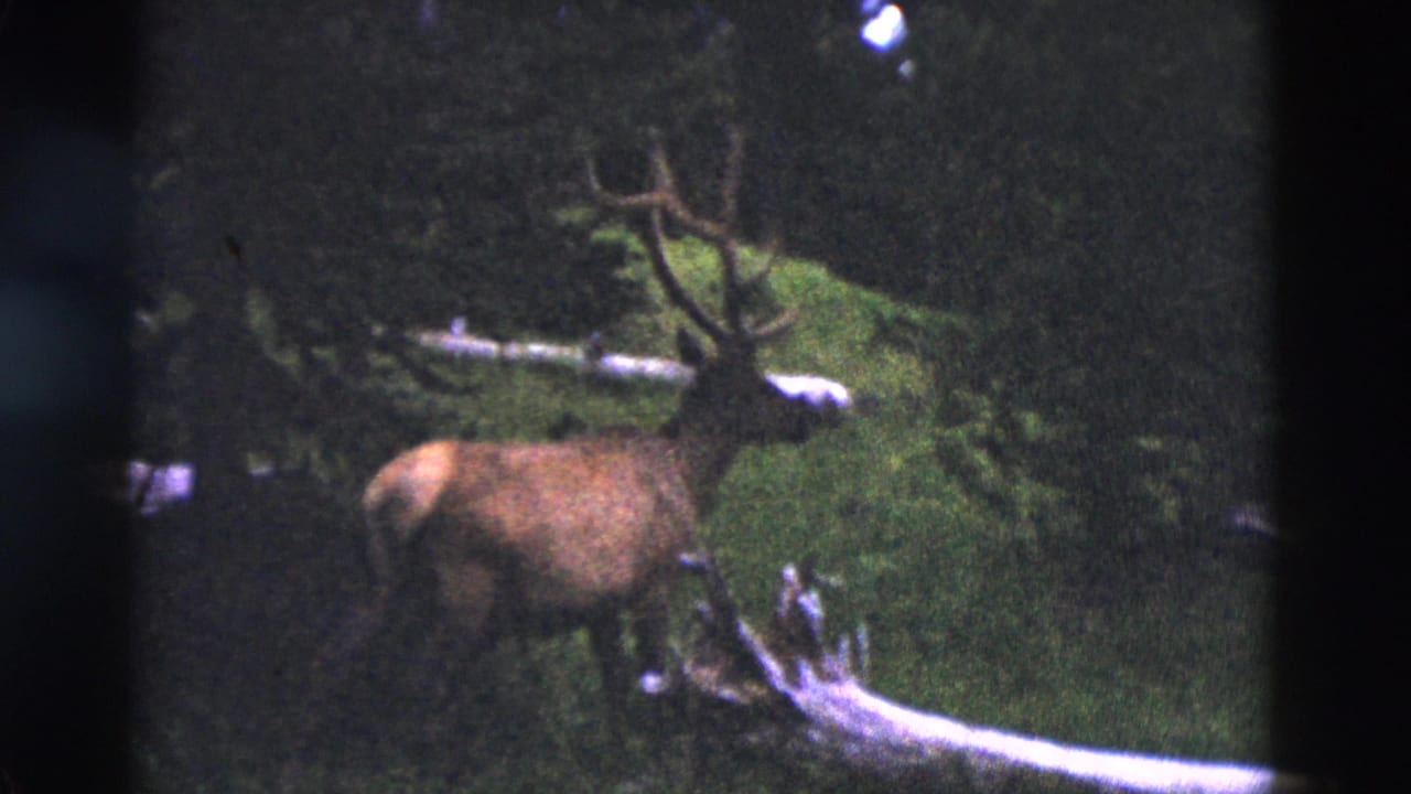 Bull elk with large antlers standing in a dark pine forest clearing.
