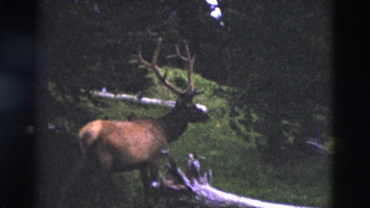 1958 Yellowstone 8mm view of a bull elk in profile in a green forest setting with pale fallen timber.