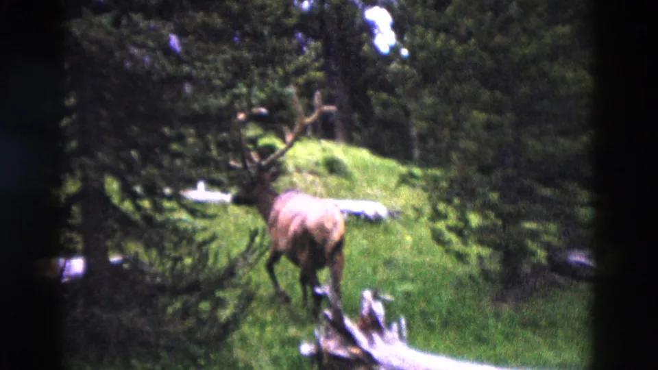 1958 Yellowstone 8mm frame showing the elk from behind as it moves through grass between trees and fallen wood.