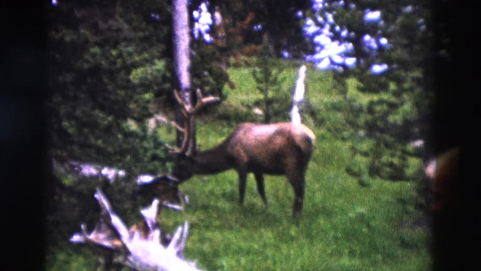 1958 Yellowstone 8mm frame of a bull elk lowering its head near pale fallen timber in a pine forest clearing.