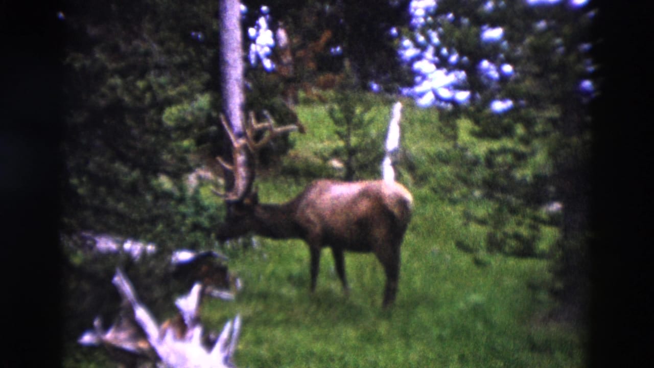1958 Yellowstone home-movie frame showing a moose in a grassy forest clearing, with soft 8mm focus and dark gate edges.