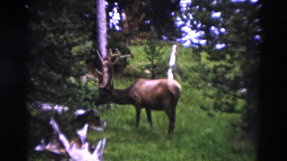 1958 Yellowstone home-movie frame showing a moose in a grassy forest clearing, with soft 8mm focus and dark gate edges.