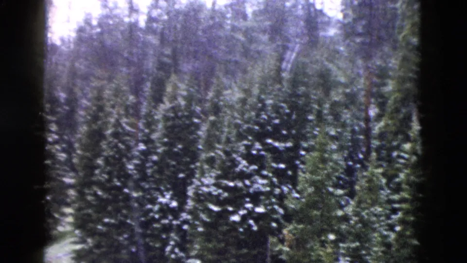 Soft 8mm Yellowstone forest view with snow-dusted evergreens, a pale sky, and heavy dark film-edge shadows.