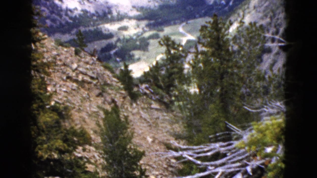Rocky mountain slope with evergreen trees, fallen branches, and a distant valley.