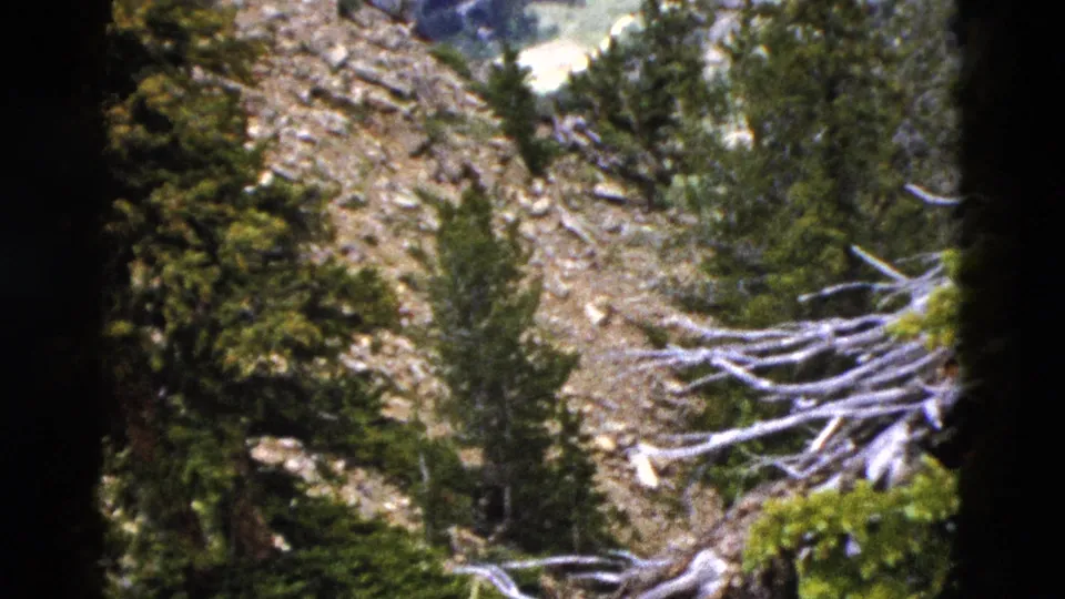 Rocky Yellowstone mountainside with pine trees and bleached deadwood, seen in soft 8mm color.