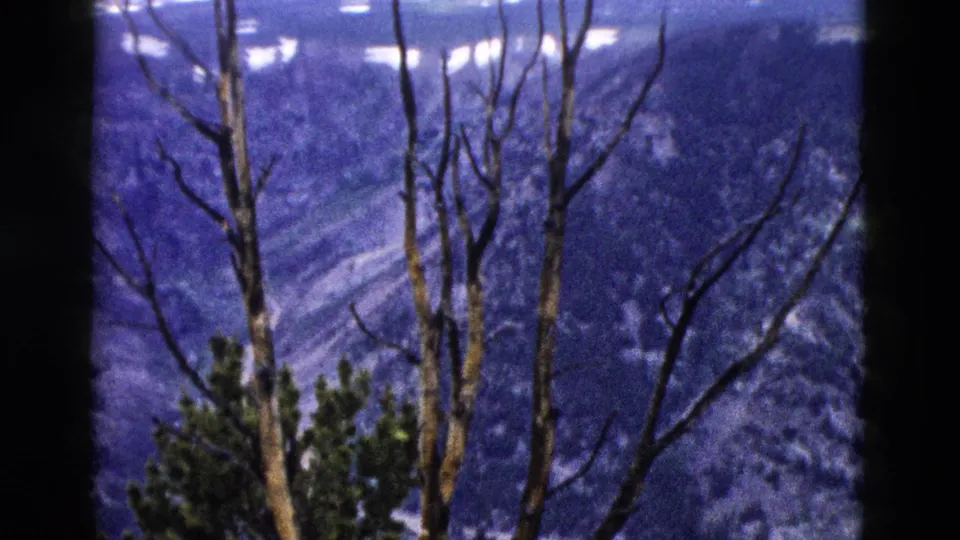 1958 Yellowstone 8mm frame with bare trunks and evergreen foliage in front of a blue-toned mountain valley with snow patches.