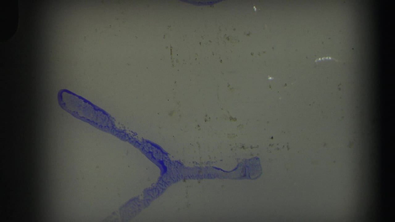 Leader-like 8mm frame in the supplied 1971 Lynbrook clip, showing a blue mark, dust, scratches, and dark frame edges.
