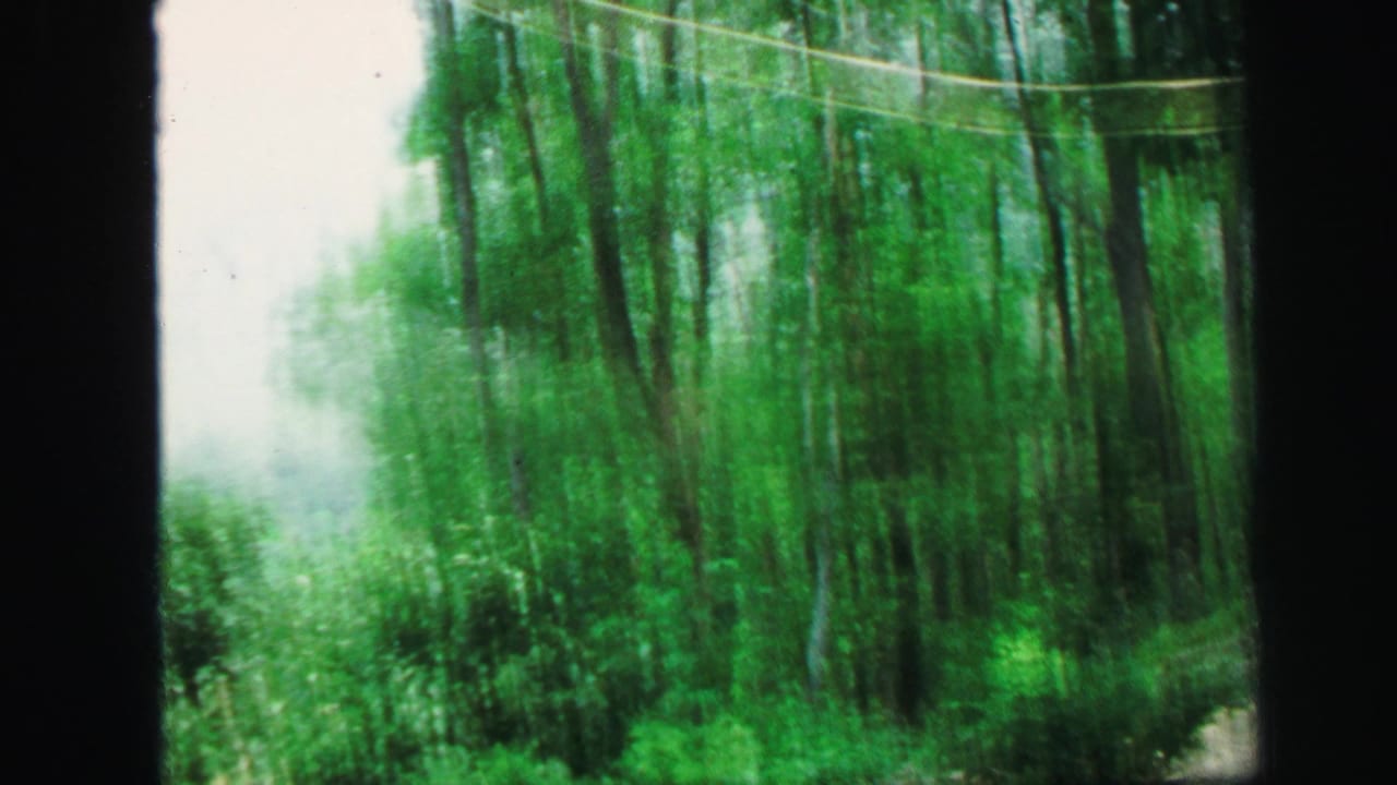 Soft 1971 8mm view from motion past dense green trees, brush, and a bright opening through the woods.