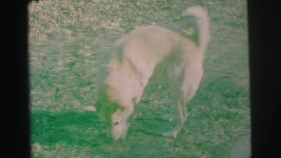 A white dog bends to sniff the grass in the same Lynbrook yard, framed softly with faded 8mm color and winter ground cover.
