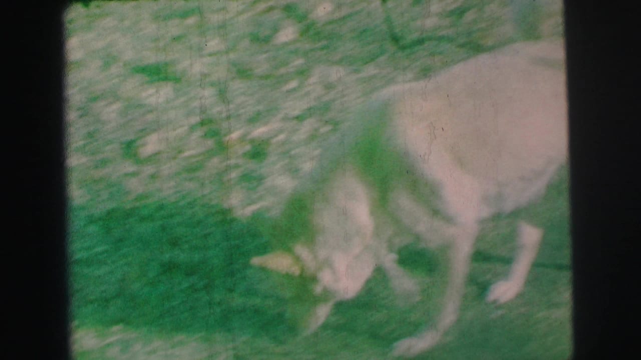 White dog lowers its head to sniff grass near a paved edge.