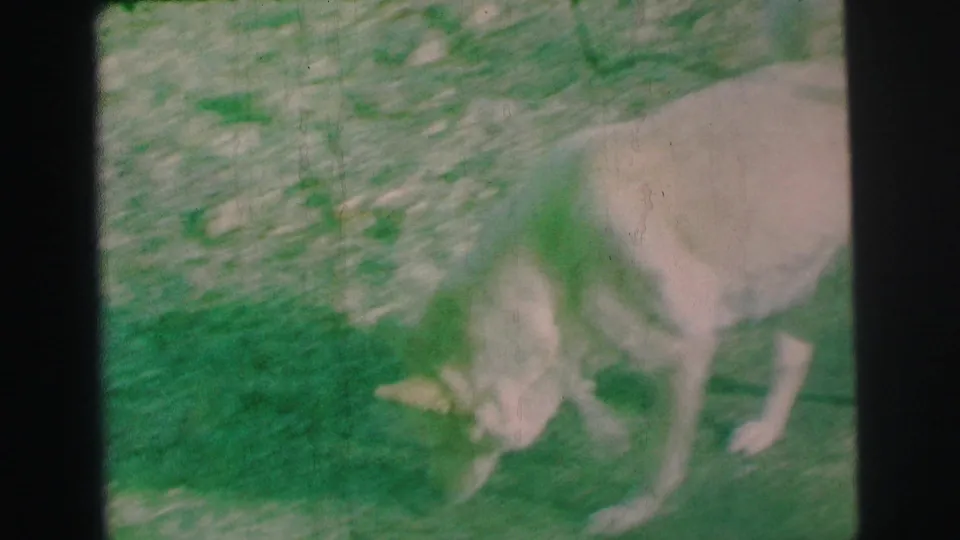White dog sniffing a grassy yard in 1973 Lynbrook, New York, home-movie footage.