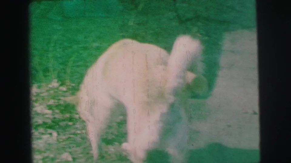 White dog paused near a paved yard edge in Lynbrook, New York, with visible 8mm color cast and grain.