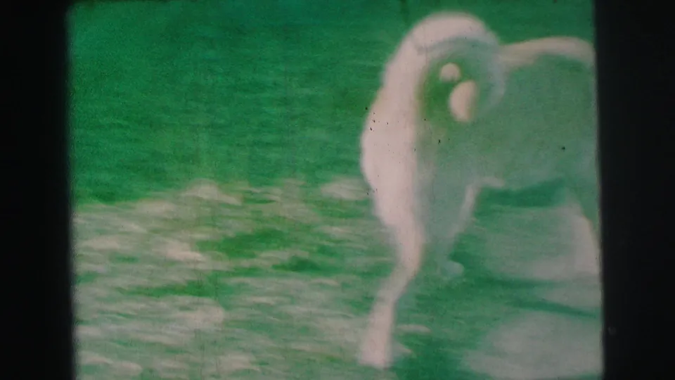 White dog seen from behind in a suburban yard, captured on 8mm home-movie film from 1973 Lynbrook.