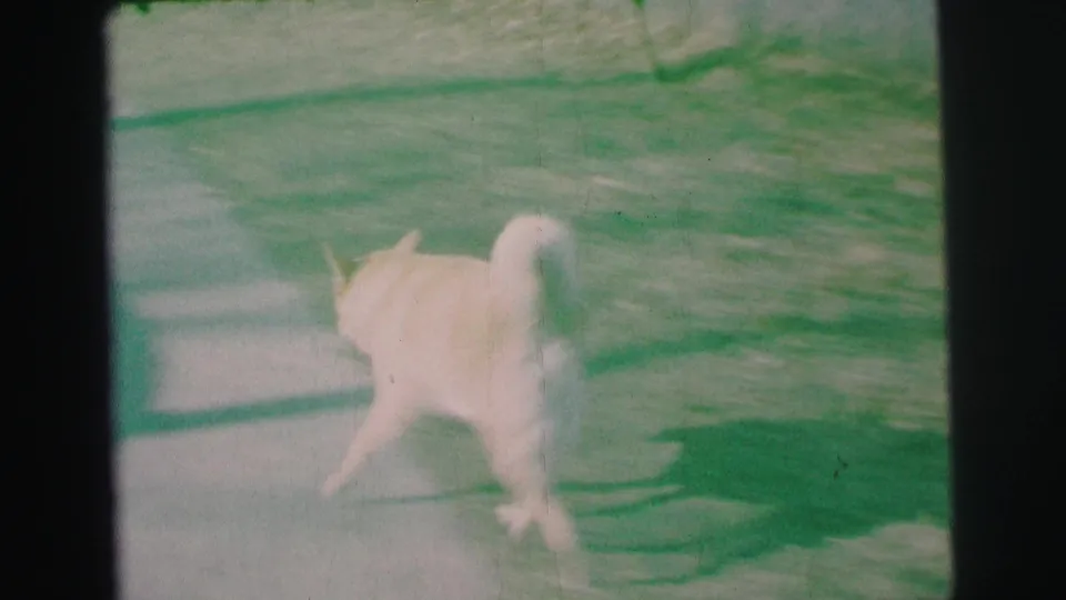White dog moving across a paved yard area in 1973 Lynbrook home-movie footage, with soft exposure and green cast.