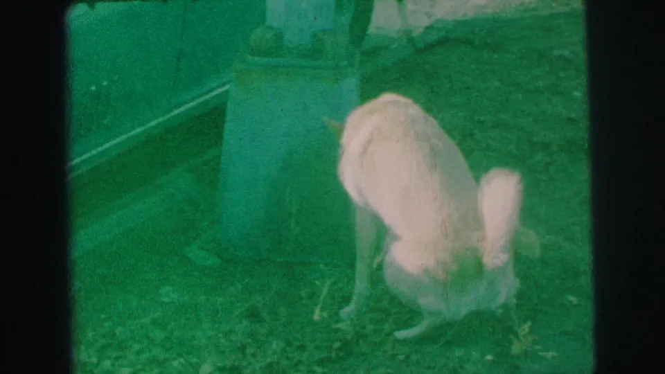 A light-colored dog stands on a grassy strip beside a sidewalk in Lynbrook, New York, with a parked car partly visible nearby.