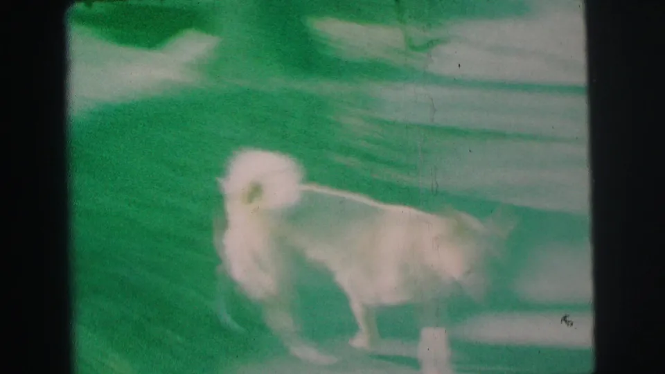 The dog remains beside the sidewalk and curb in the green-tinted 8mm frame, with suburban pavement and grass visible around it.