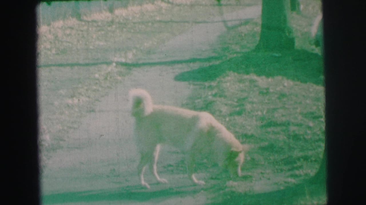 Light-colored dog with curled tail sniffs along a grass edge near a concrete path in 1973 Lynbrook home-movie footage.