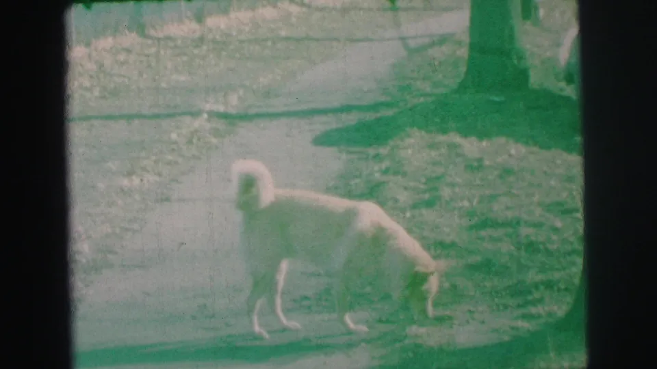 Light-colored dog with curled tail sniffs along a grass edge near a concrete path in 1973 Lynbrook home-movie footage.